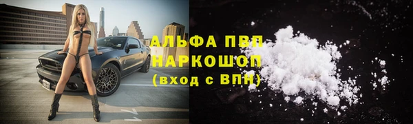 прущие грибы Новозыбков